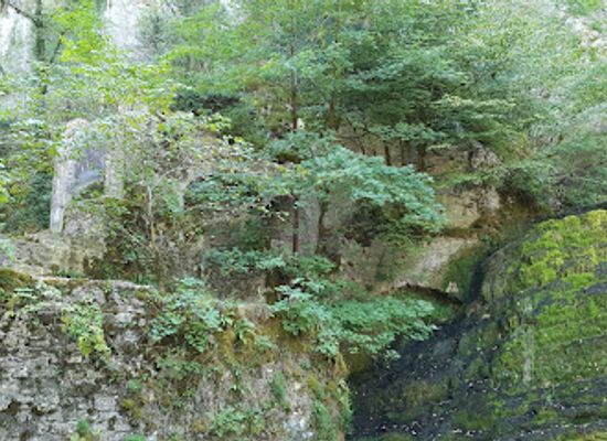 france/franche-comte/attraction/chene-remarquable