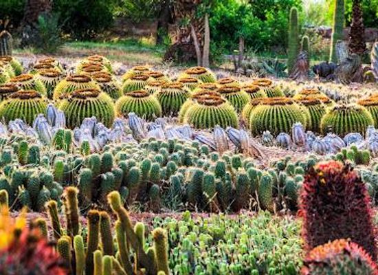 morocco/marrakech/attraction/cactus-thiemann