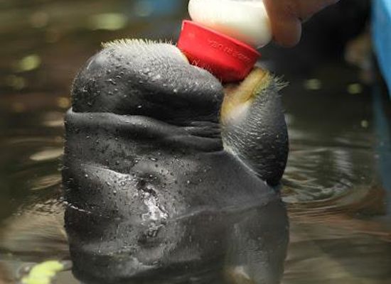 peru/iquitos/attraction/centro-de-rescate-amazonico-amazon-rescue-center