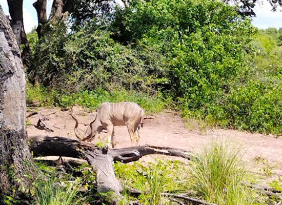 botswana/kasane/attraction/chobe-national-park