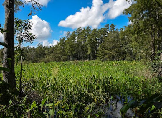 florida/big-cypress-national-preserve/attraction/audubon-corkscrew-swamp-sanctuary-online-tickets-recommended