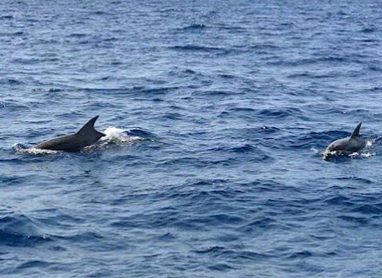 malta/tarxien/attraction/ecomarine-malta-kalkara