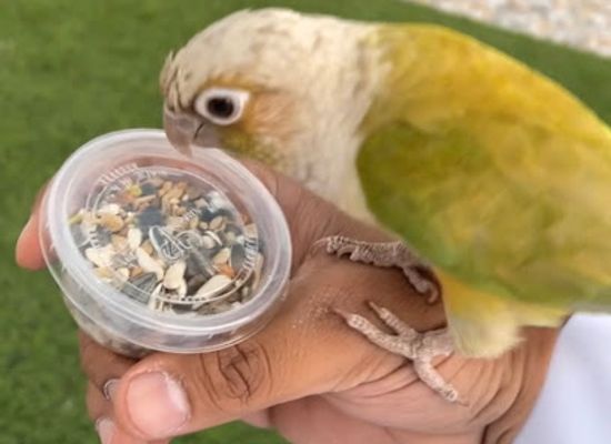 saudi-arabia/asir-mountains/attraction/bird-sanctuary-special