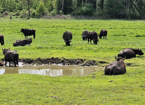 hungary/southern-transdanubia/attraction/buffalo-reserve-zalakomar