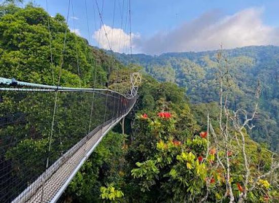 rwanda/karongi/attraction/nyungwe-forest-national-park