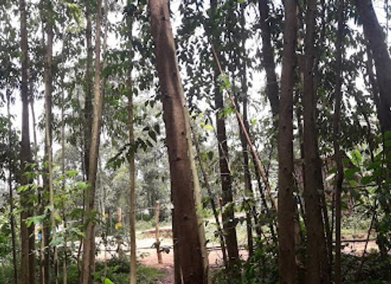 ethiopia/kaffa/attraction/park