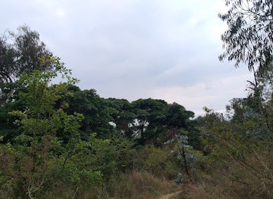 tanzania/mbeya/attraction/mbeya-range-forest-reserve