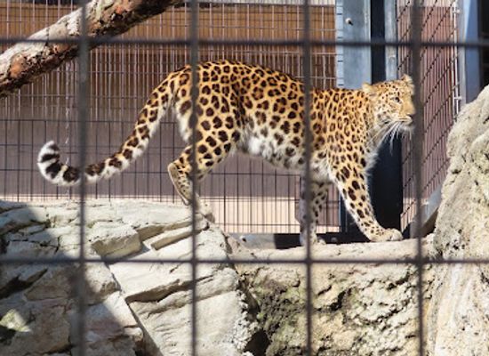 japan/hokkaido/attraction/fierce-animal-house