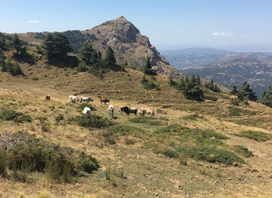 algeria/hodna-mountains/attraction/azrou-n-tohor
