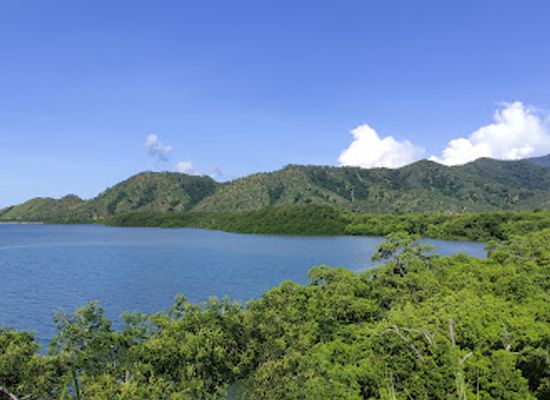 timor-leste/manatuto/attraction/kff-study-mangrove
