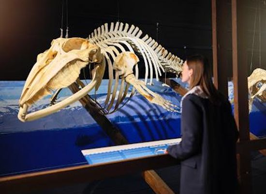 iceland/husavik/attraction/husavik-whale-museum