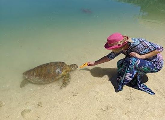 vanuatu/port-vila/attraction/turtle-sanctuary