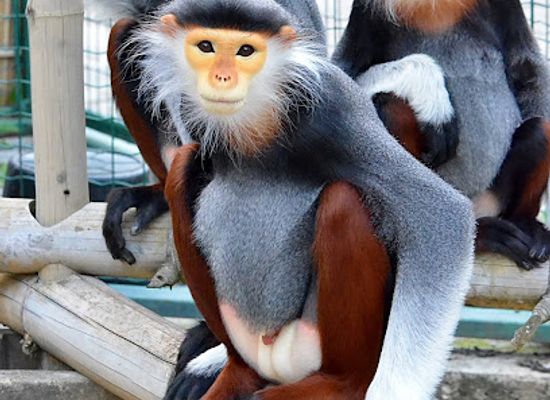 czechia/central-bohemia/attraction/chleby-zoo
