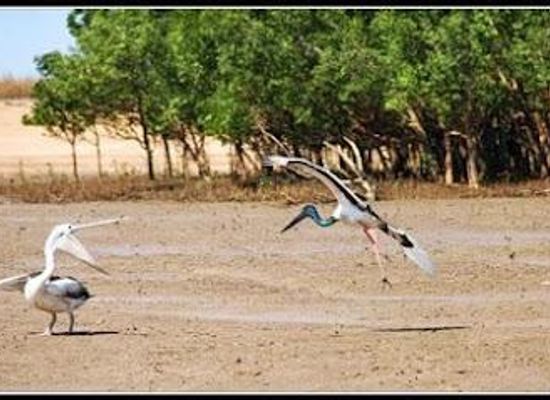 australia/darwin/attraction/spring-tide-safaris