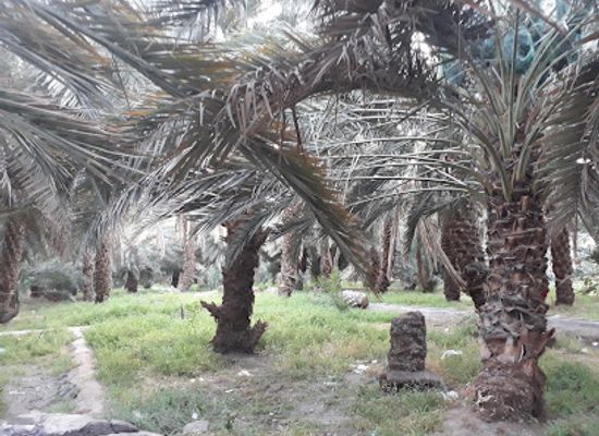 saudi-arabia/medina/attraction/garden-of-healing-sand