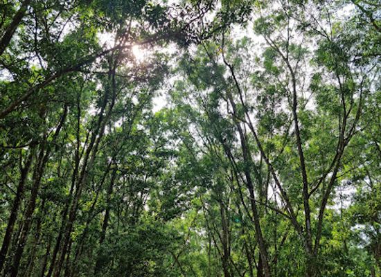 philippines/western-visayas/attraction/man-made-forest