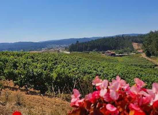 portugal/beira-litoral/attraction/sociedade-agricola-boas-quintas-lda