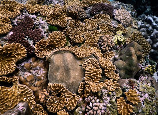 vanuatu/tanna-island/attraction/rockwater-marine-sanctuary
