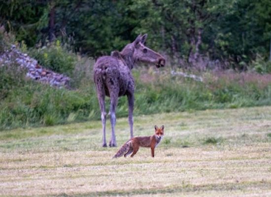 norway/skeikampen/attraction/gala-elgsafari
