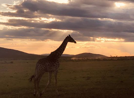 kenya/north-eastern-province/attraction/exodus-safaris-tour-operator-travel-agency-nairobi-all-kenya-africa-safaris-vacations-beach-holidays