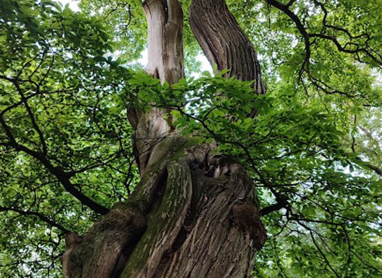 netherlands/gelderland/attraction/de-drie-poortwachters-park-de-gulden-bodem