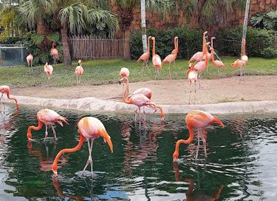 florida/homestead/attraction/zoo-miami