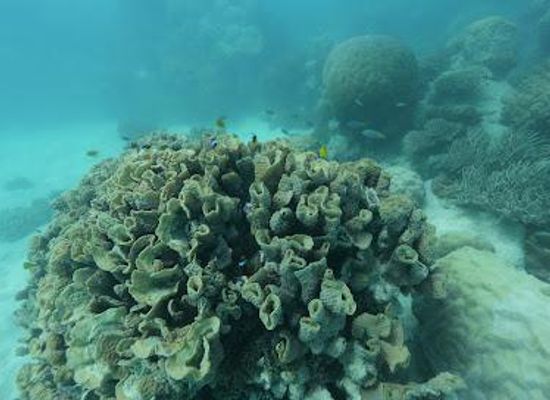 australia/cairns/attraction/michaelmas-cay