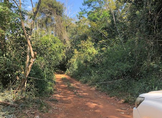 zimbabwe/chimanimani-national-park/attraction/chirinda-forest