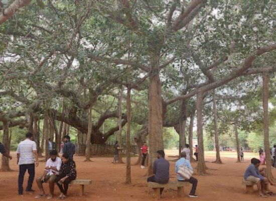 india/pondicherry/auroville/attraction/the-banyan