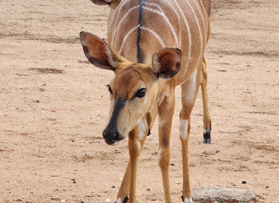 south-africa/lowveld/attraction/hans-merensky-nature-reserve