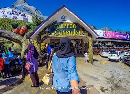 malaysia/ipoh/attraction/lavender-garden-cameron-lavender