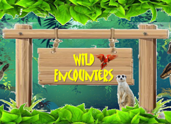 ireland/county-limerick/attraction/wild-encounters-mini-zoo