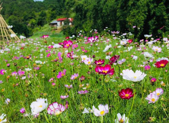 laos/xiangkhoang-province/attraction/soun-singha