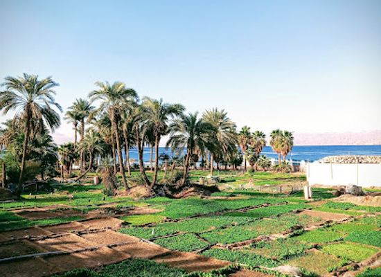 jordan/aqaba/attraction/archeological-church-of-aqaba
