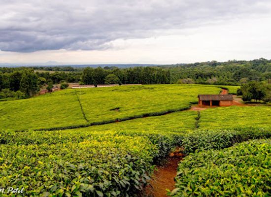 malawi/thyolo-highlands/attraction/thyolo-tea-estate
