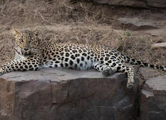 india/jaipur/attraction/jhalana-leopard-safari-park