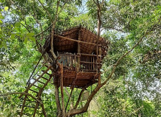 india/kerala/attraction/tree-house