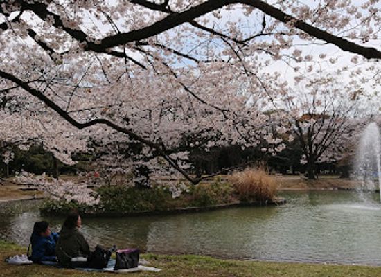 japan/tokyo/harajuku/attraction/yoyogi-park