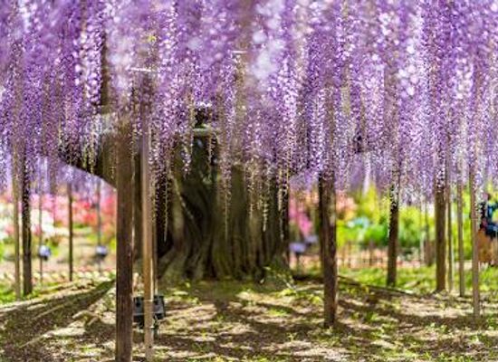japan/nikko/attraction/ashikaga-flower-park