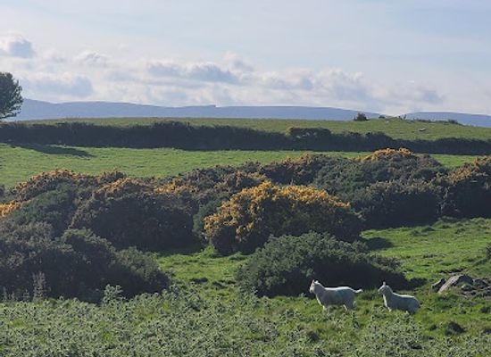ireland/county-wicklow/attraction/k2alpacas