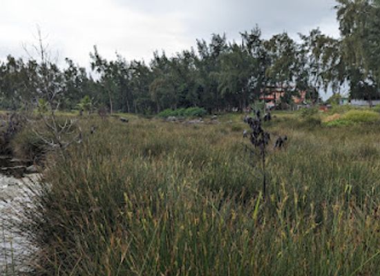 mauritius/pointe-aux-piments/attraction/pointe-aux-piments-salt-marsh