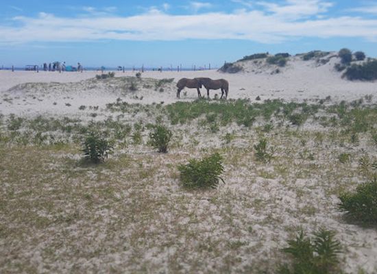 virginia/assateague-island/attraction/life-of-the-dunes-trail