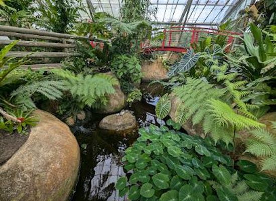 australia/cairns/attraction/butterfly-sanctuary