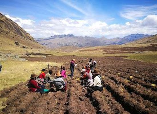 peru/cusco/attraction/potato-park-parque-de-la-papa