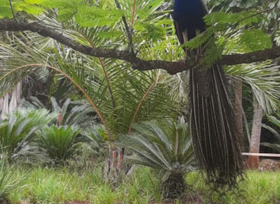 eswatini/ezulwini-valley/attraction/summerfield-botanical-gardens