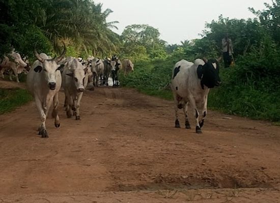 cameroon/coastal-region/attraction/kake-souza-cameroun