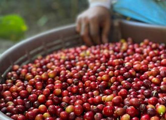 costa-rica/monteverde-cloud-forest/attraction/coffee-tour-cafe-monteverde