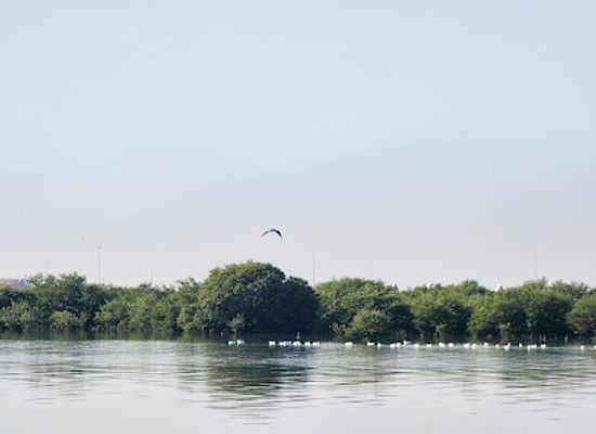 qatar/al-thakira-mangroves/attraction/al-ferkiah-beach