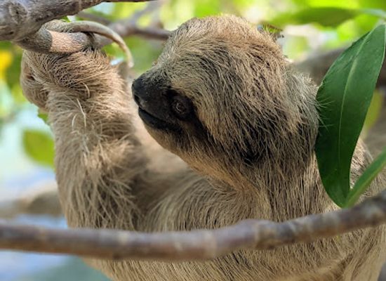 honduras/yoro-region/attraction/daniel-johnson-s-monkey-and-sloth-hang-out