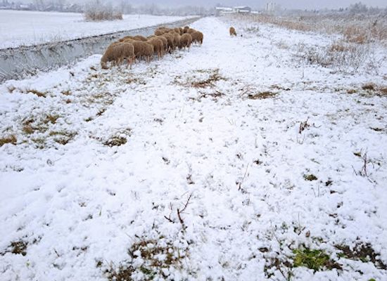 serbia/backa/attraction/salty-lake